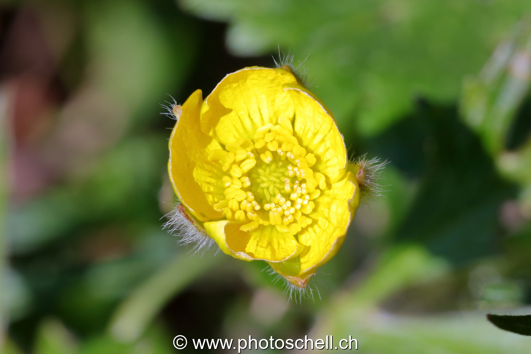 Bouton d'oe et ses poils (macro)