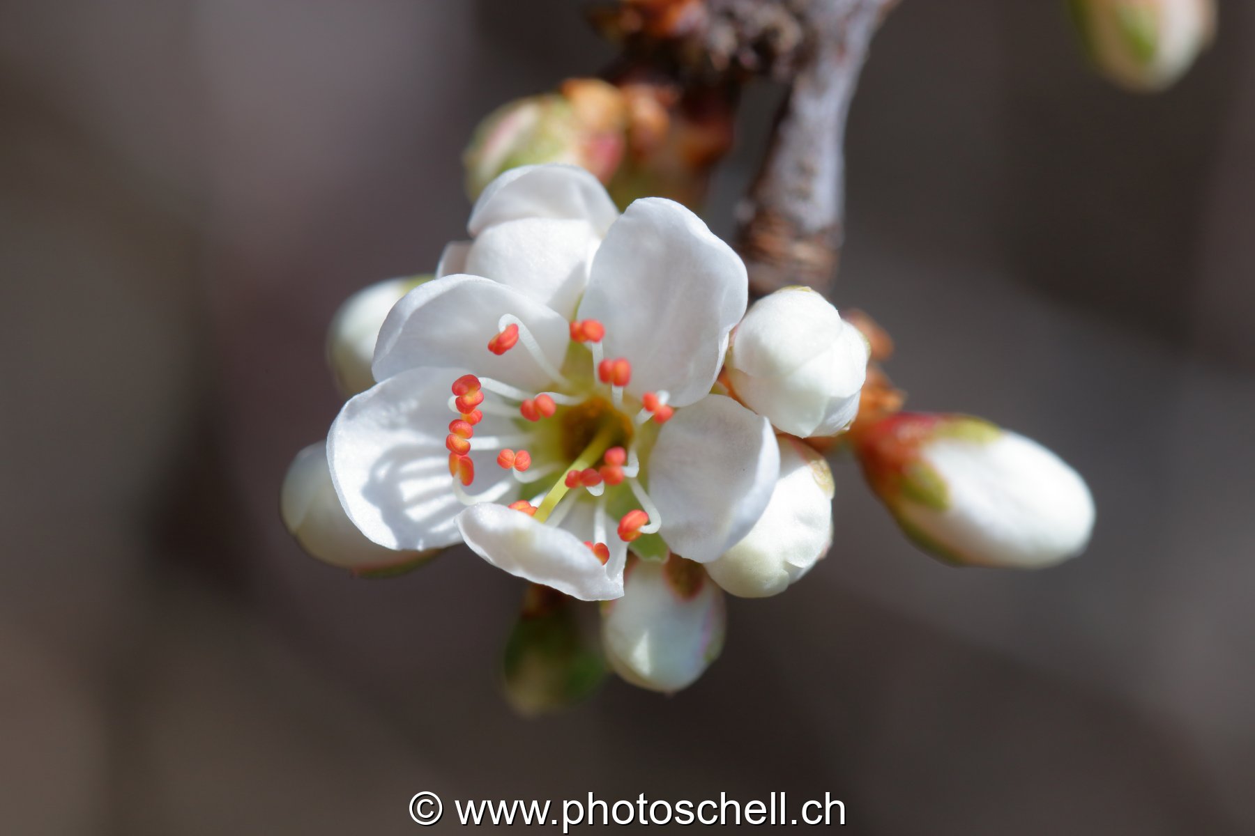 Fleur de pommier (macro)