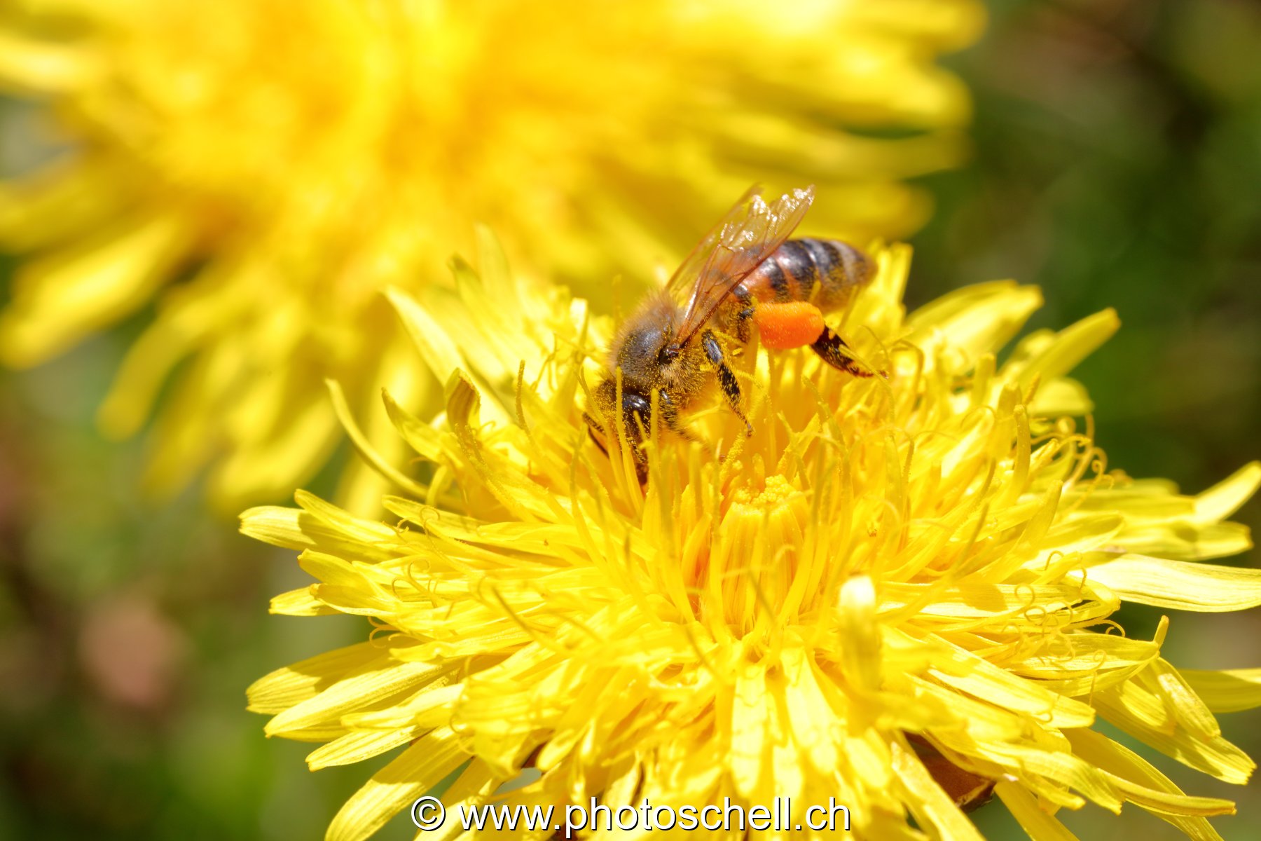 Abeille butinant un pissenlit