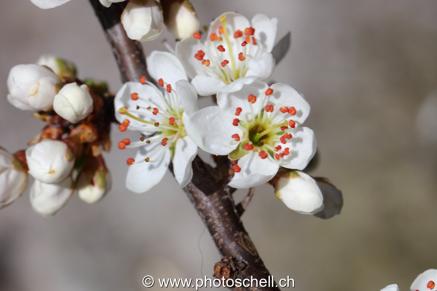 Fleurs de pommier
