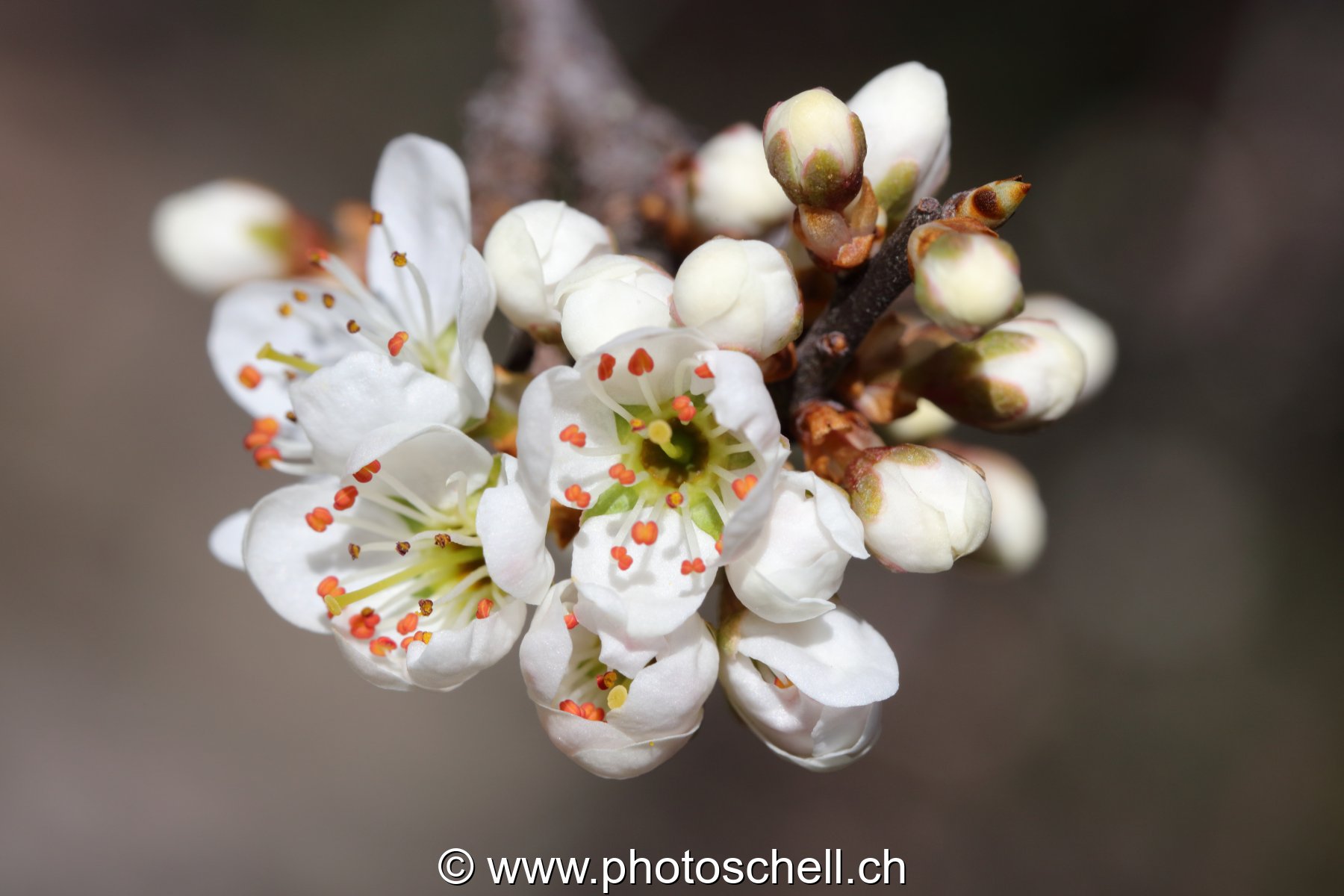 Fleurs de pommier