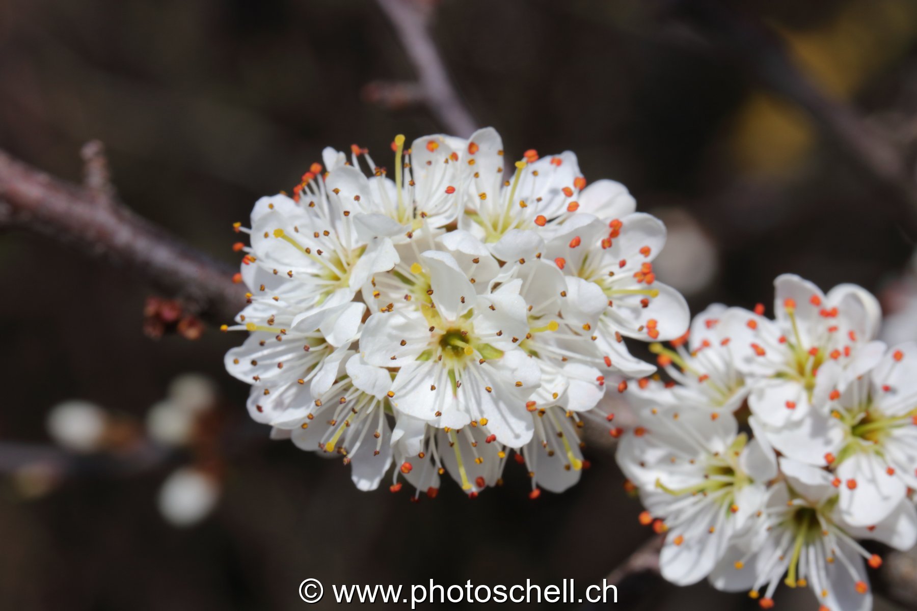 Fleurs de cerisier