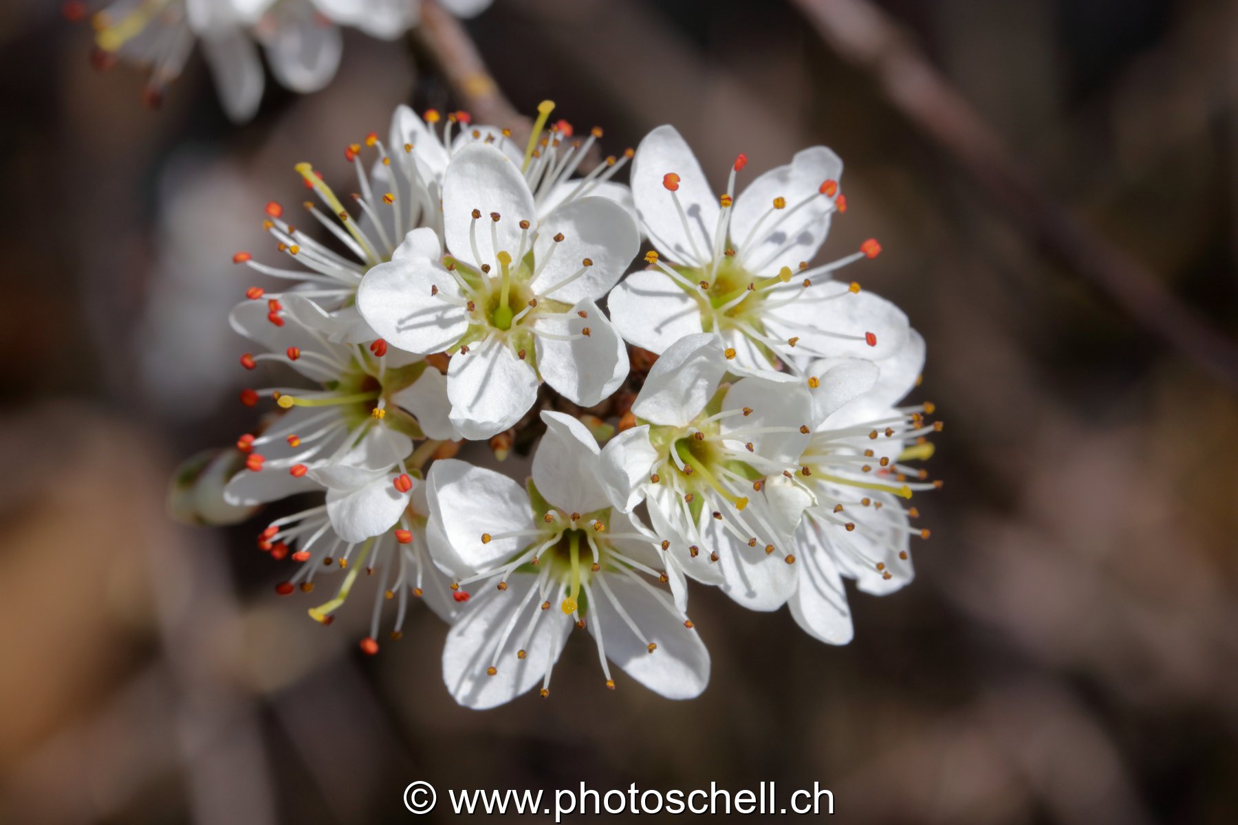 Fleurs de cerisier