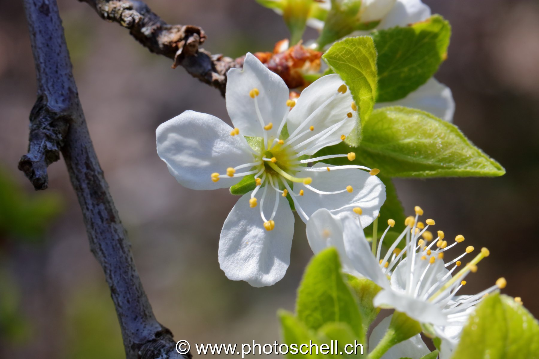 Fleurs de cerisier (macro)