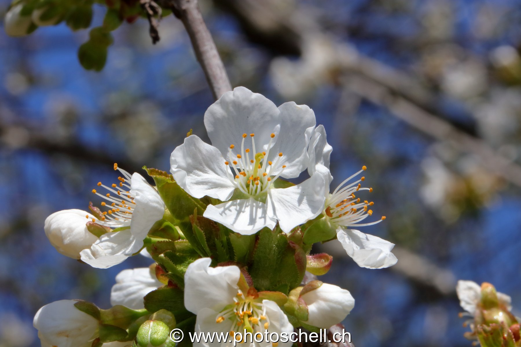 Fleurs de cerisier