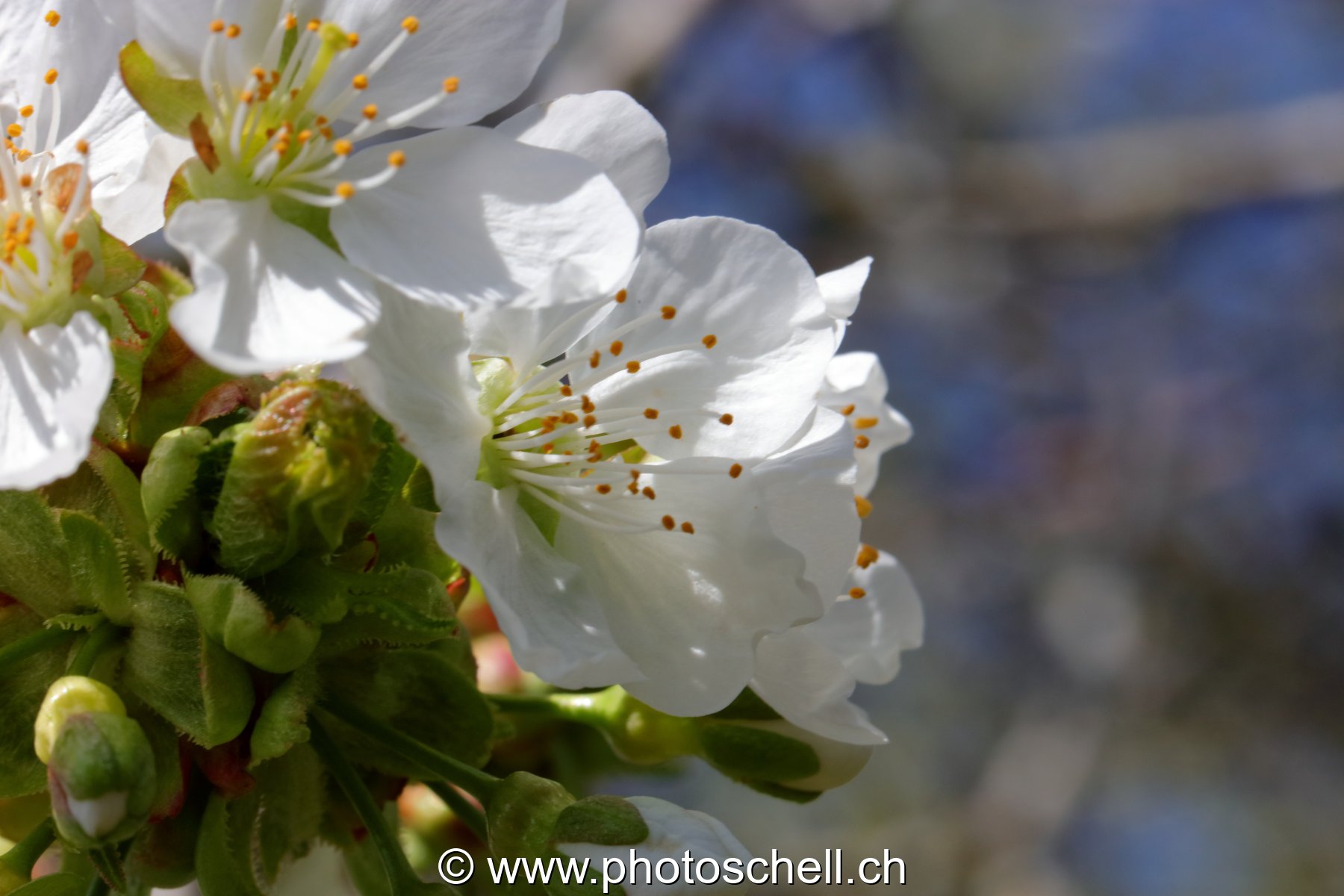 Fleurs de cerisier
