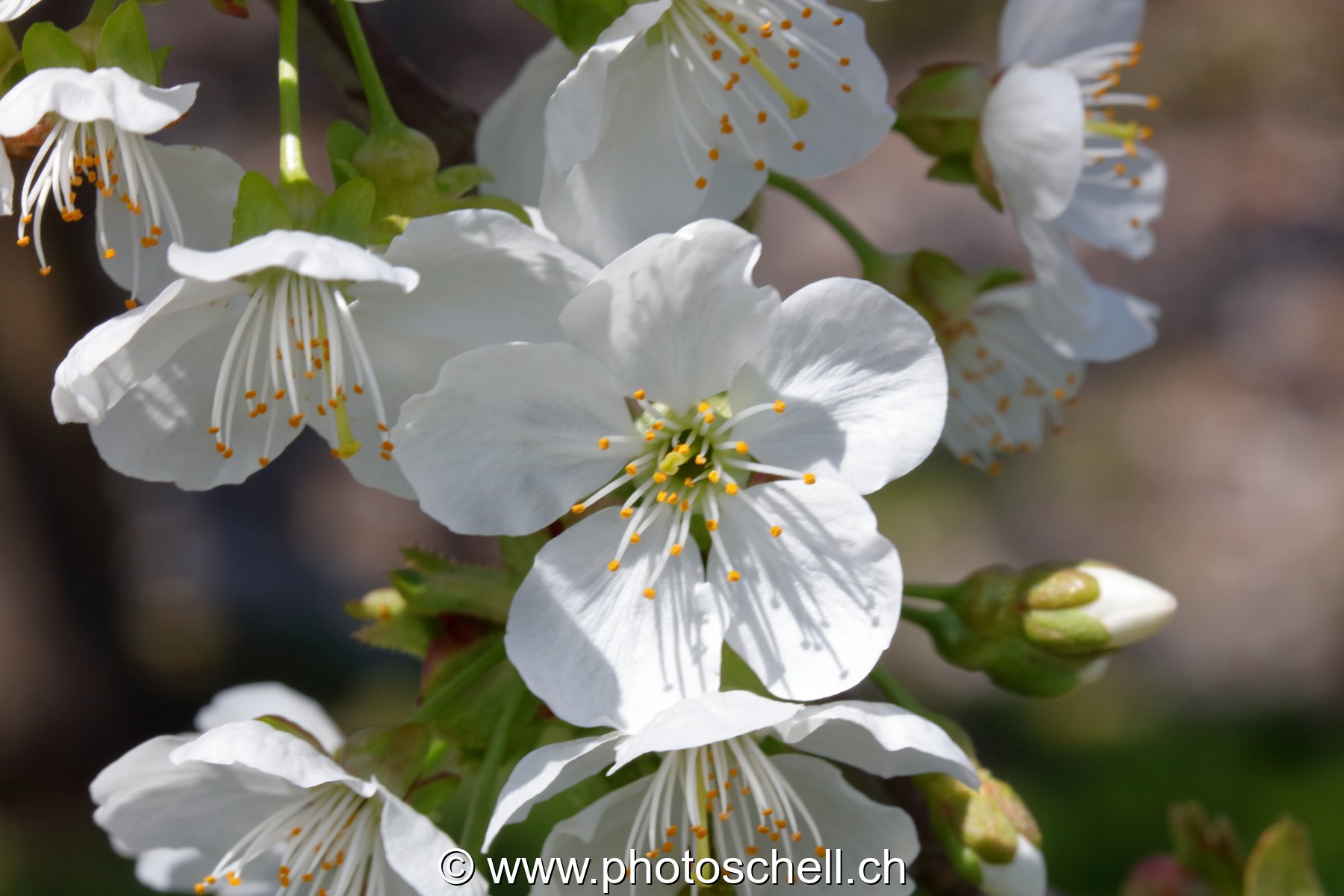 Fleurs de cerisier