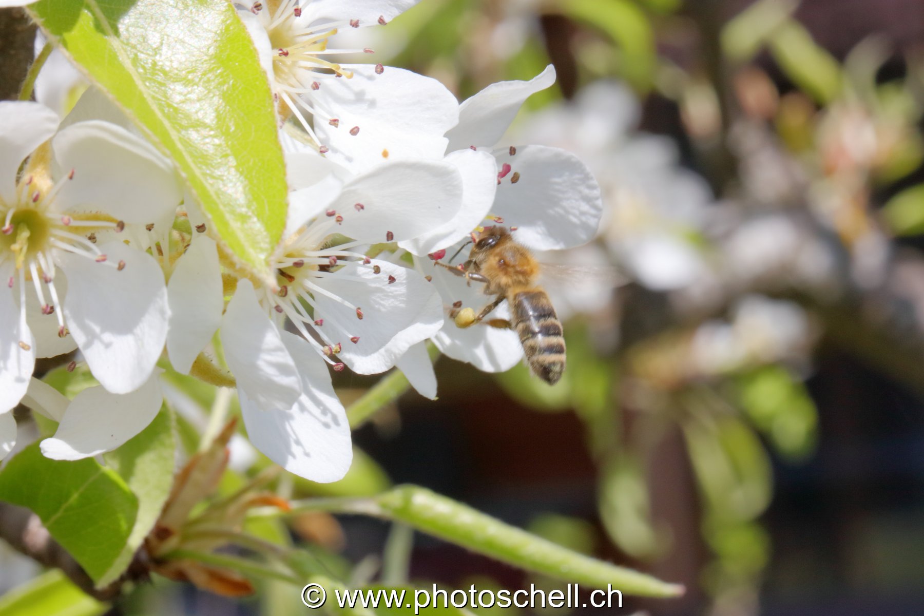 Abeille butinant des fleurs de pommier