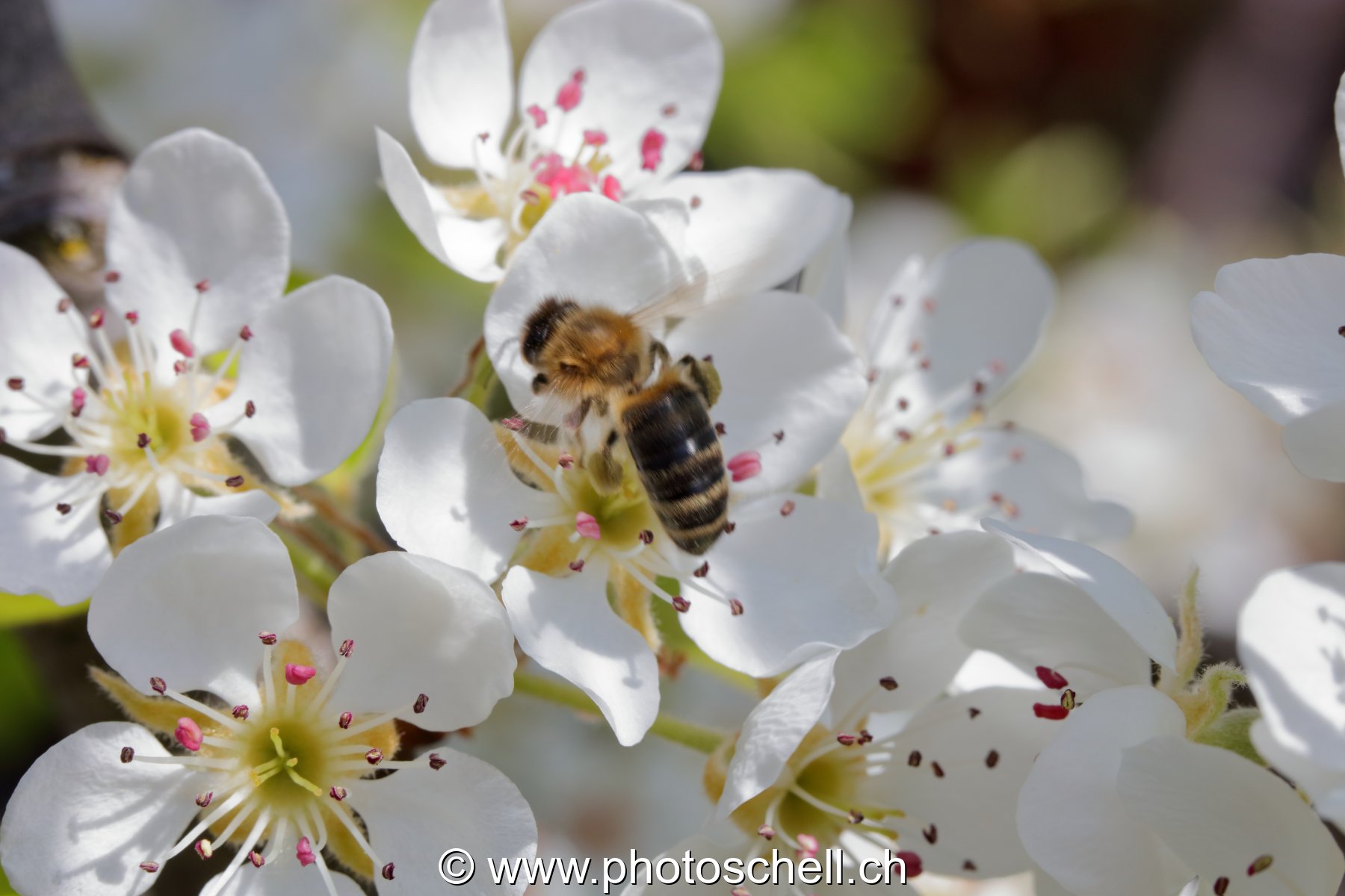 Abeille butinant des fleurs de pommier