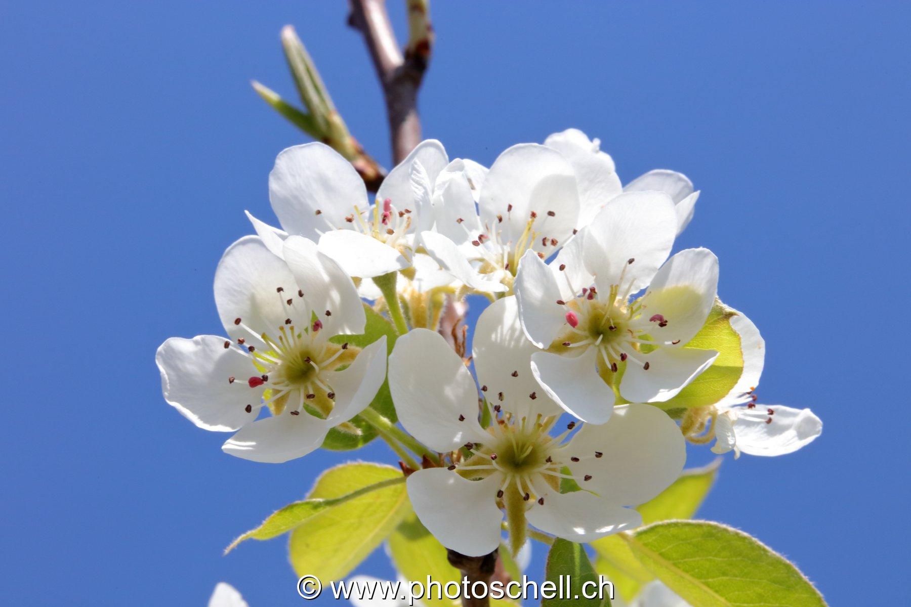 Fleurs de pommier