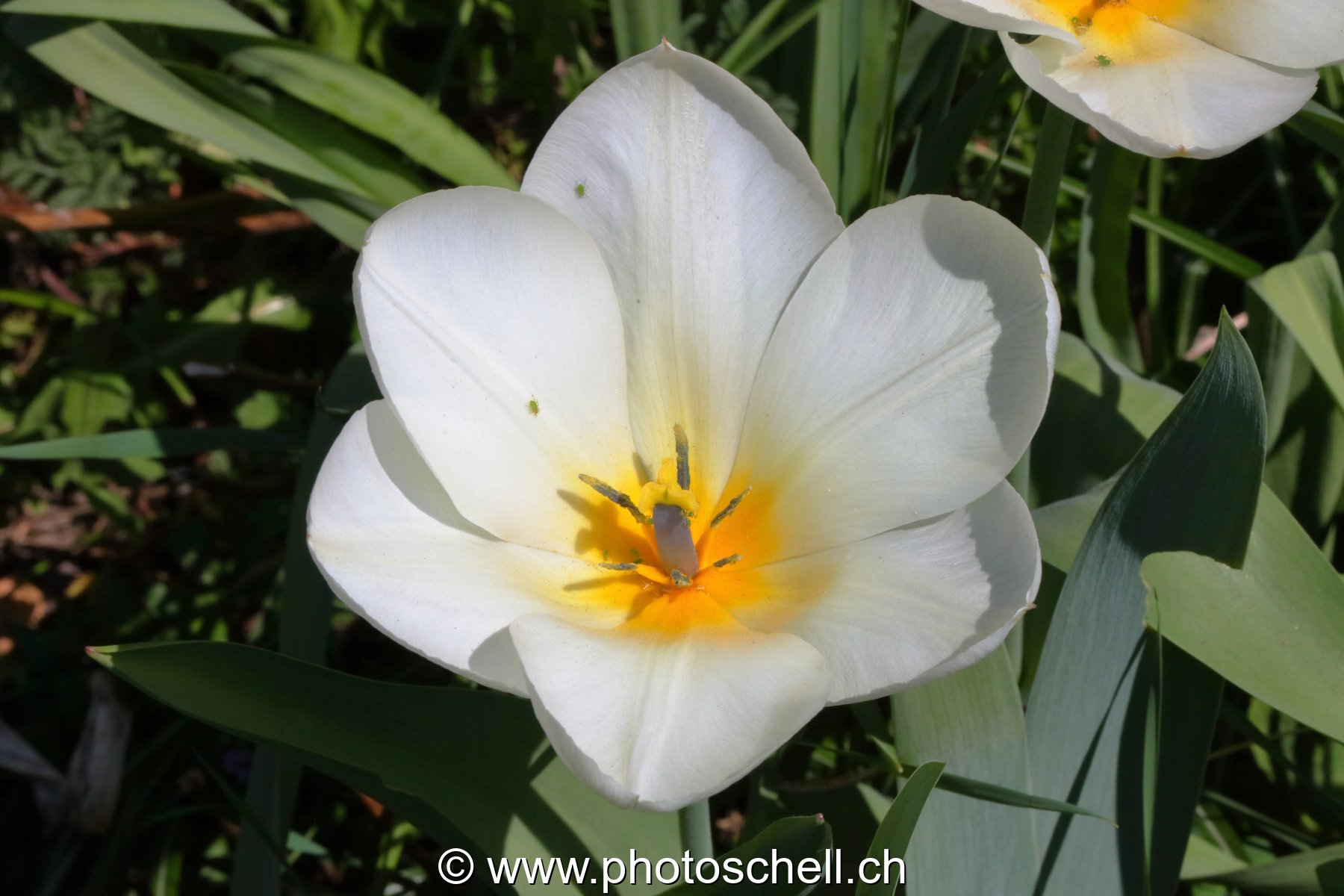 Tulipe