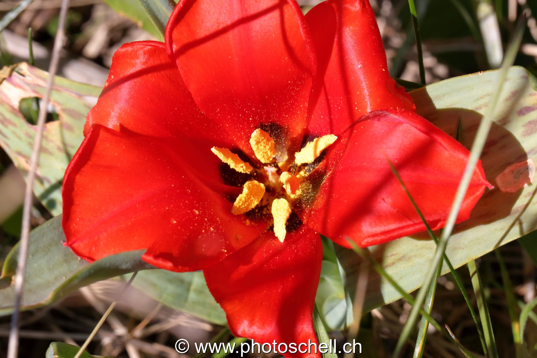 Tulipe