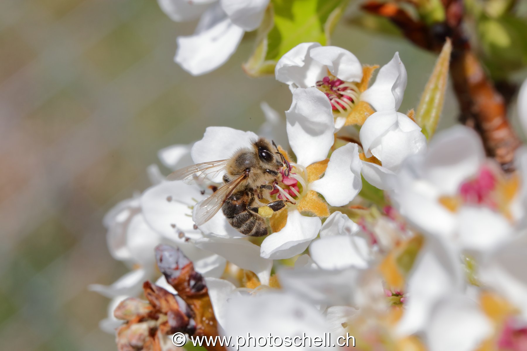 Abeille butinant des fleurs de pommier