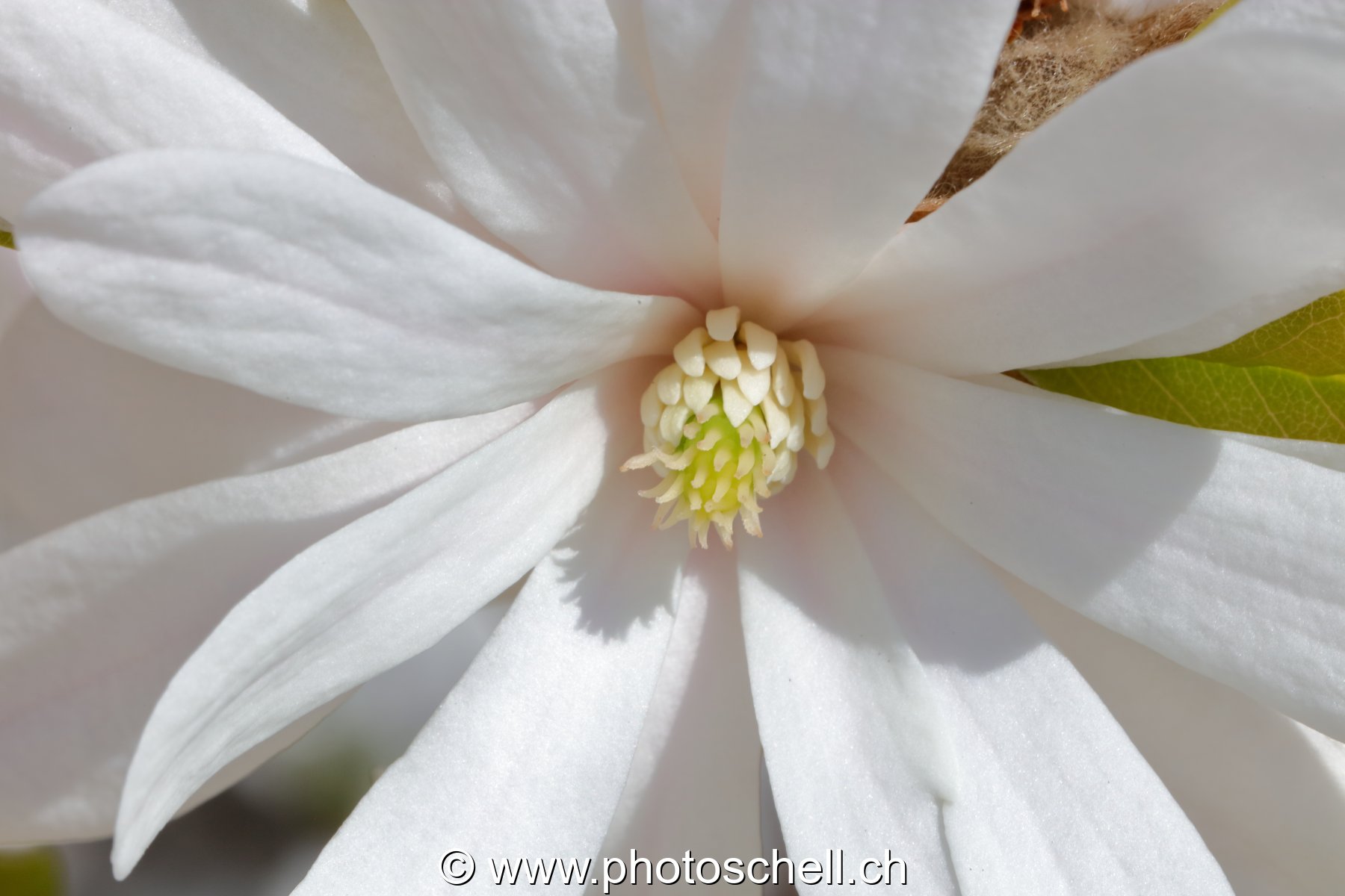 Fleur