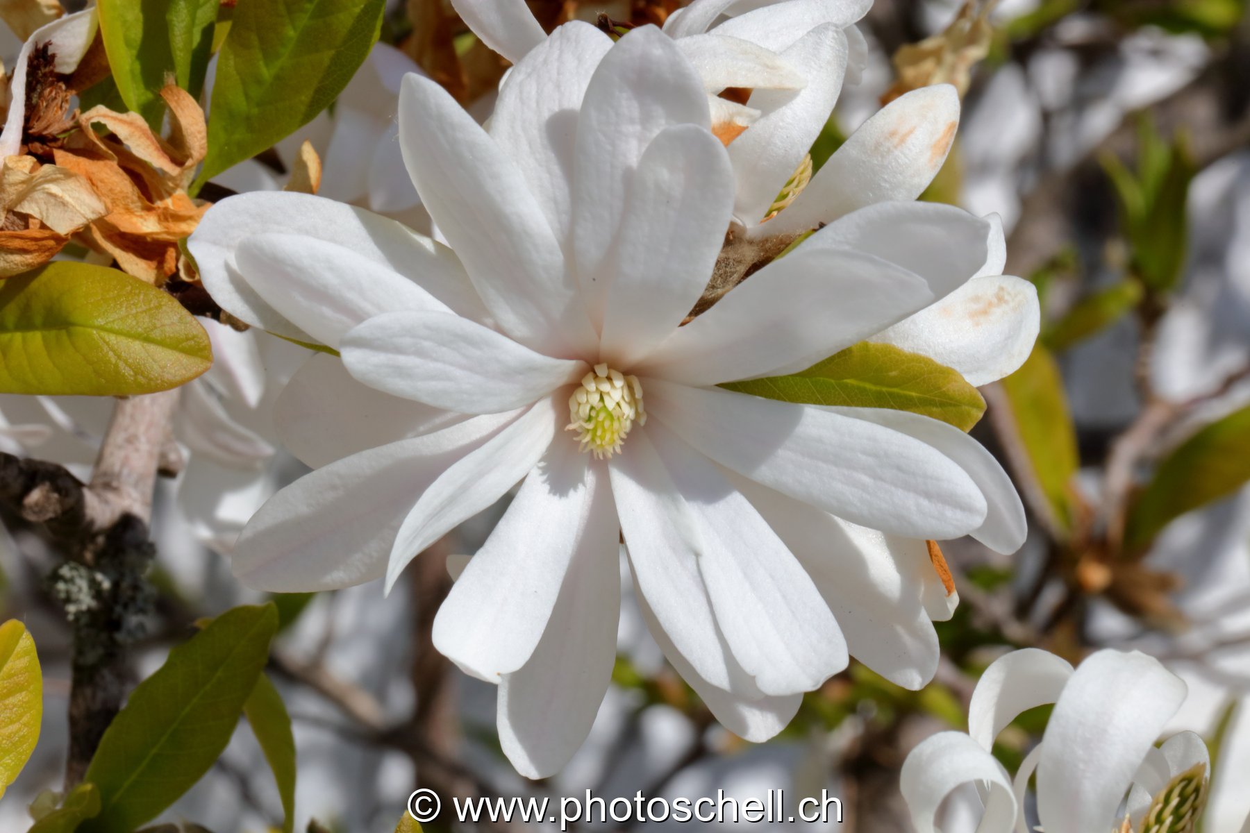 Fleur
