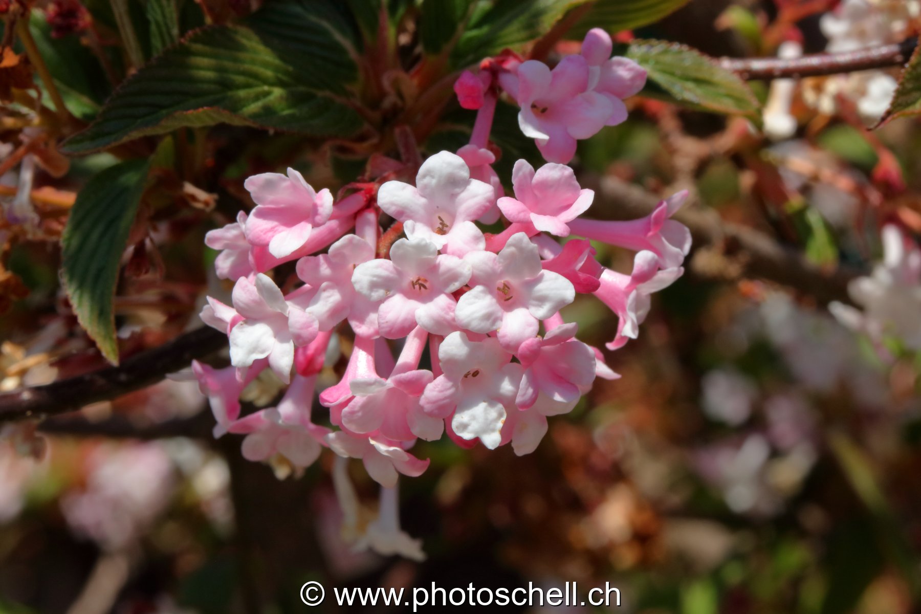 Fleurs