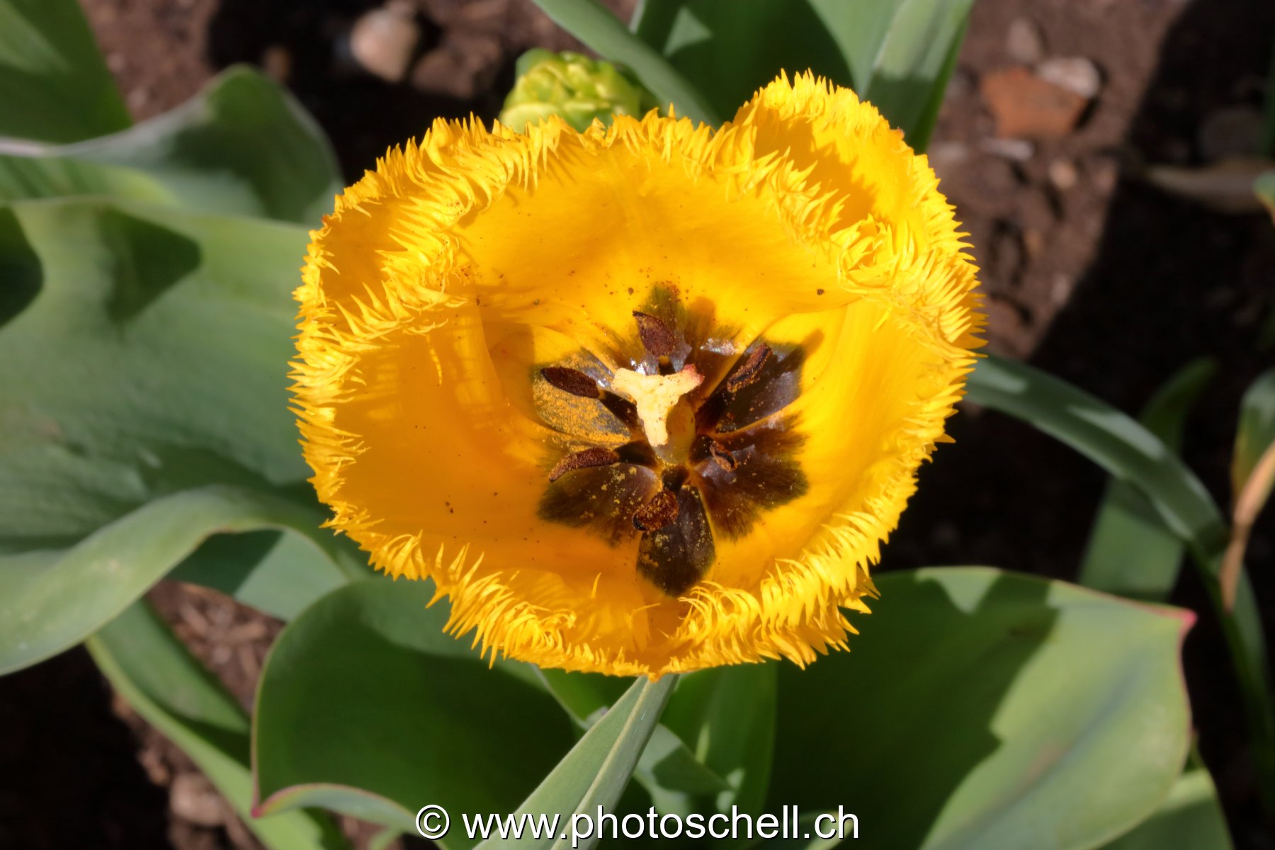 Tulipe ciselée