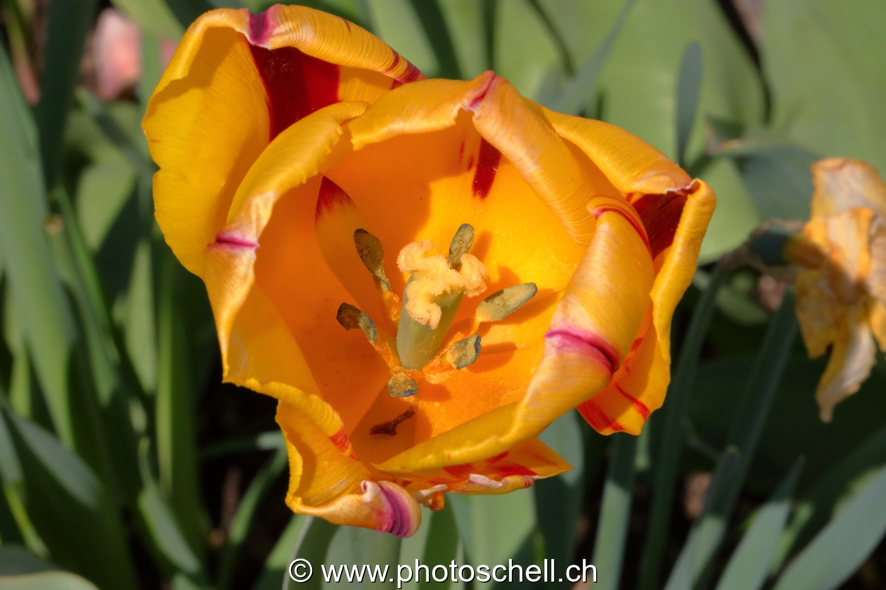 Tulipe