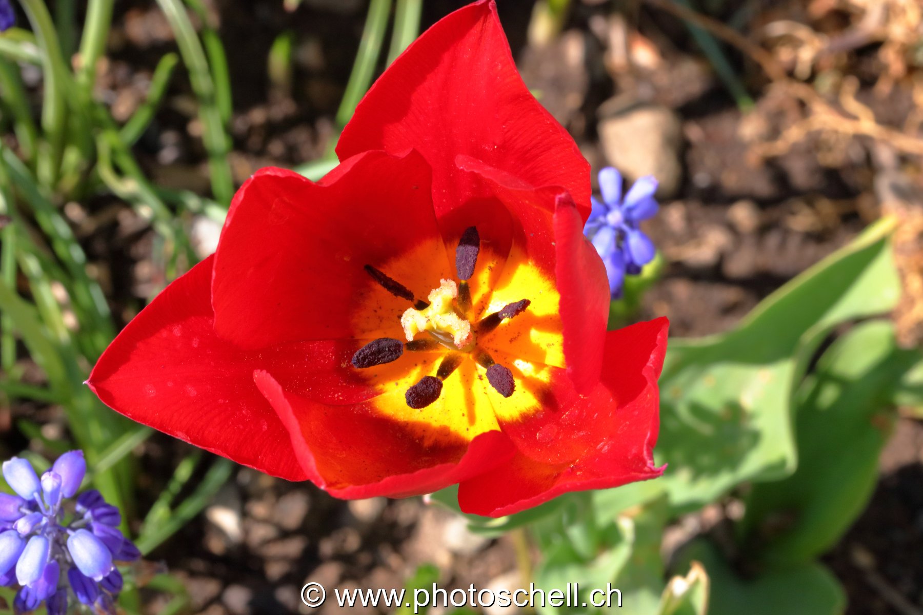 Tulipe