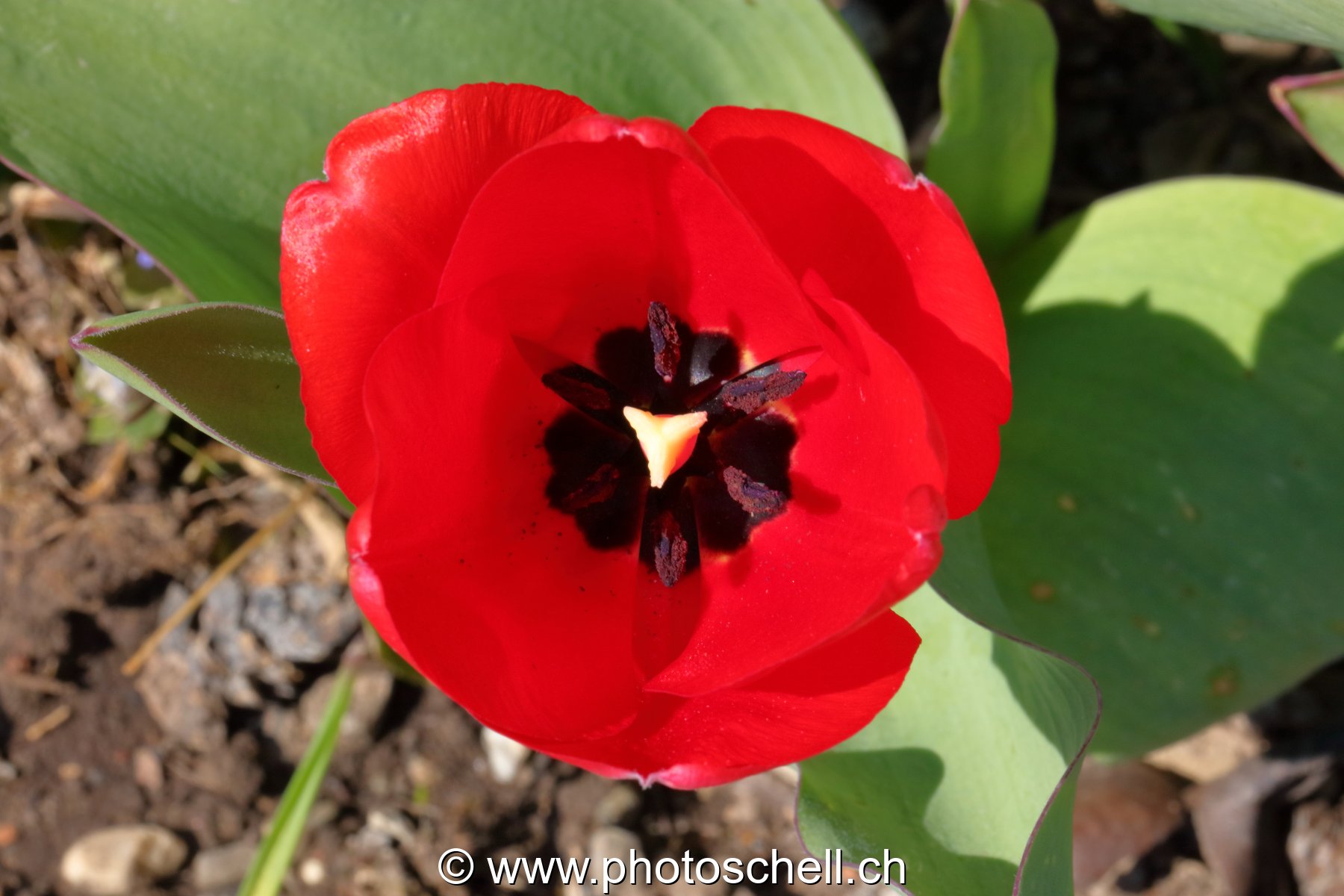 Tulipe