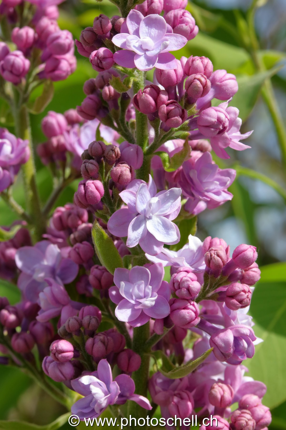 Fleurs de lilas