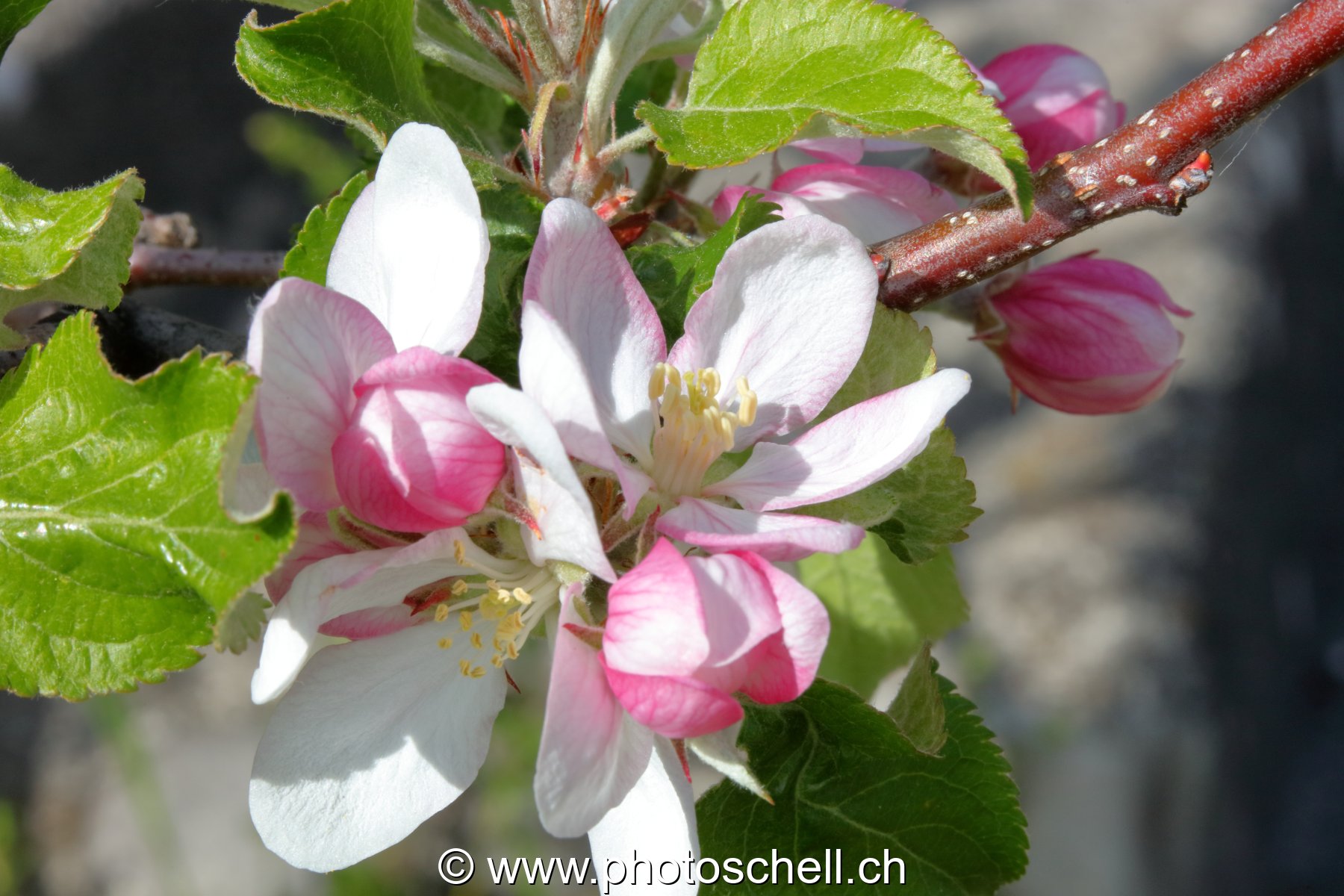Bourgeons de pommier (macro)