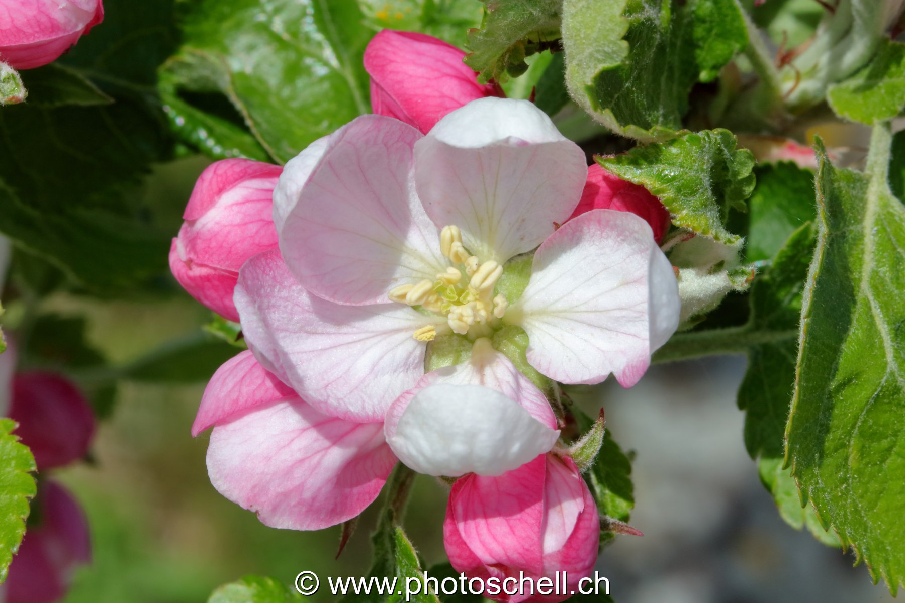 Fleur de pommier (macro)