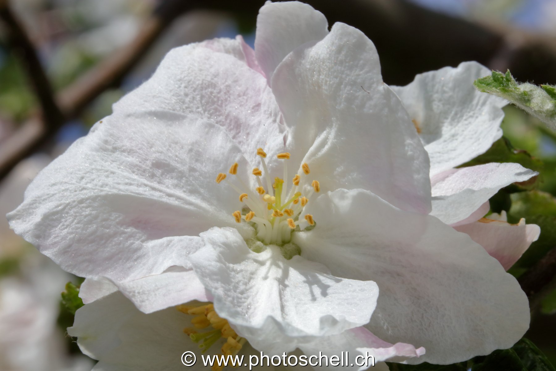 Fleur
