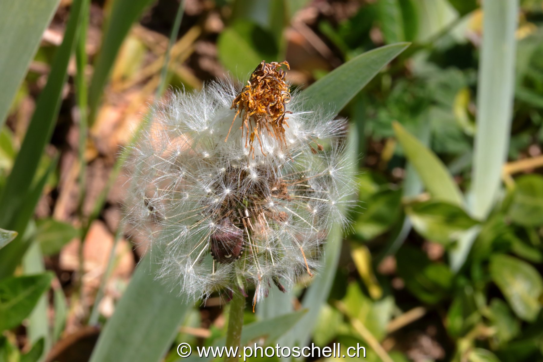 Pistils d'une fleur de pissenlit