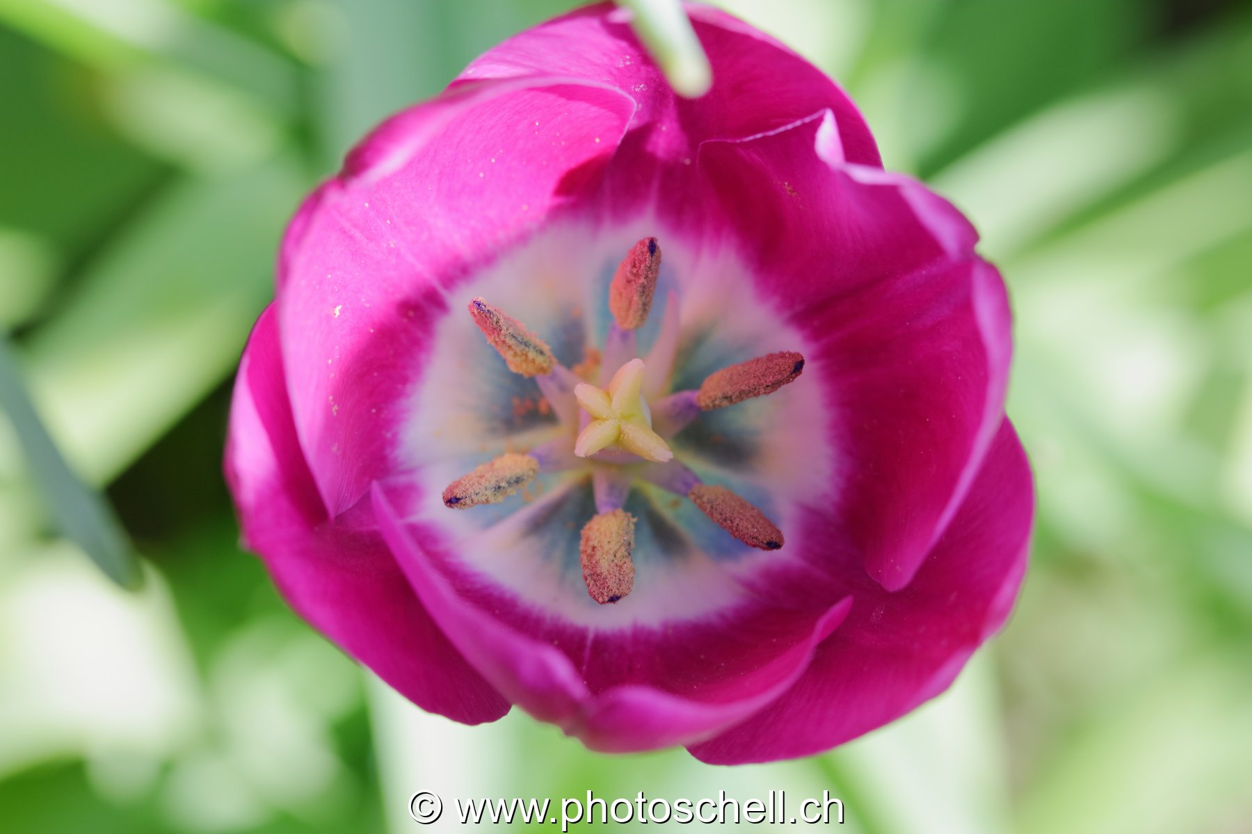 Tulipe