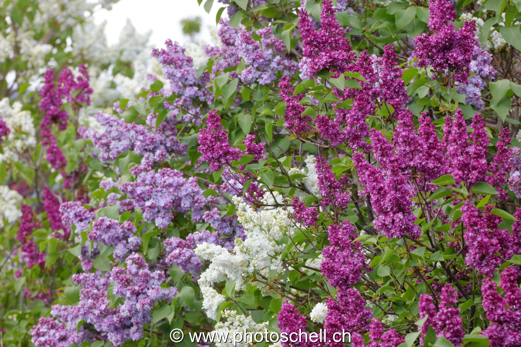 Lilas de différentes couleurs