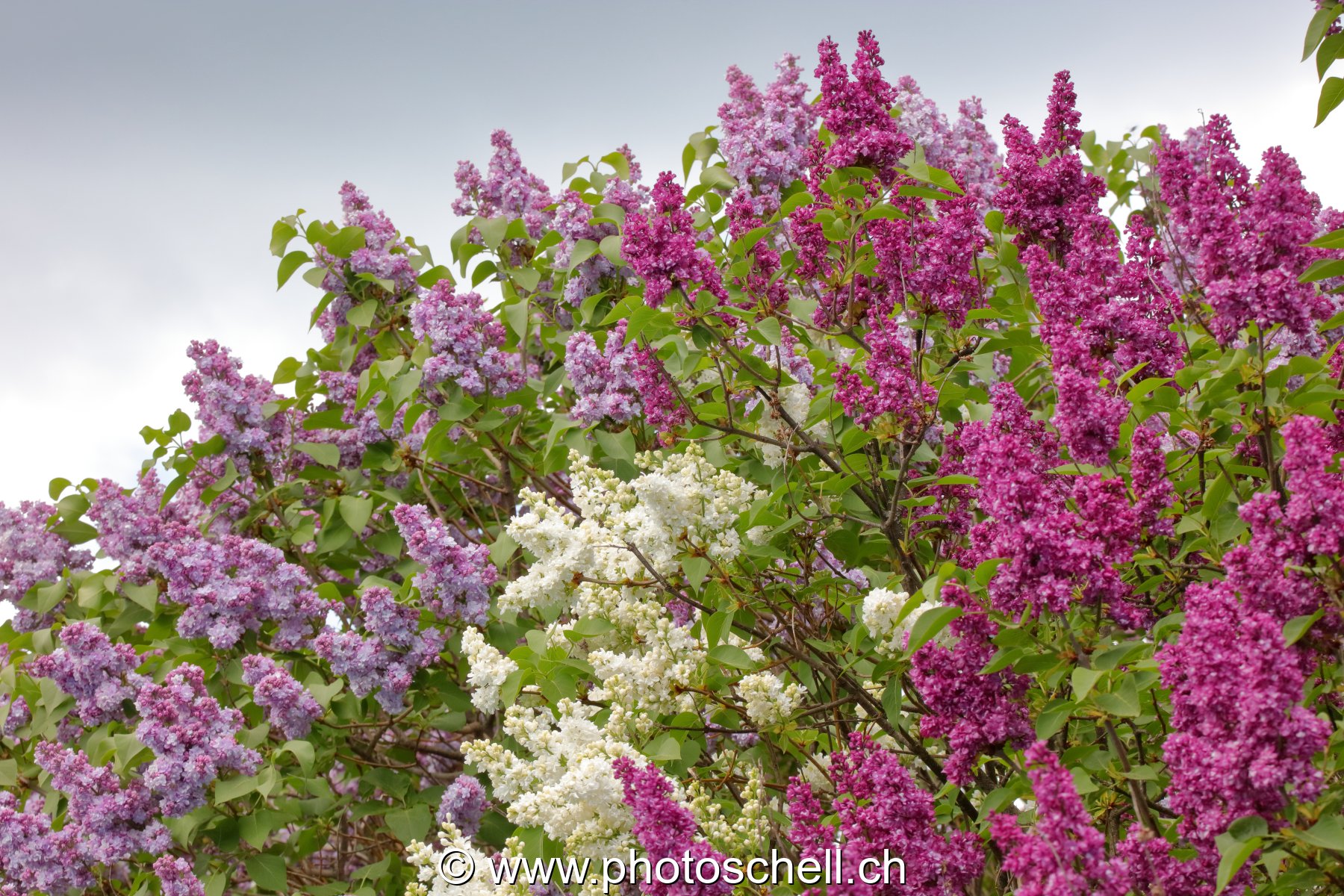 Lilas de différentes couleurs