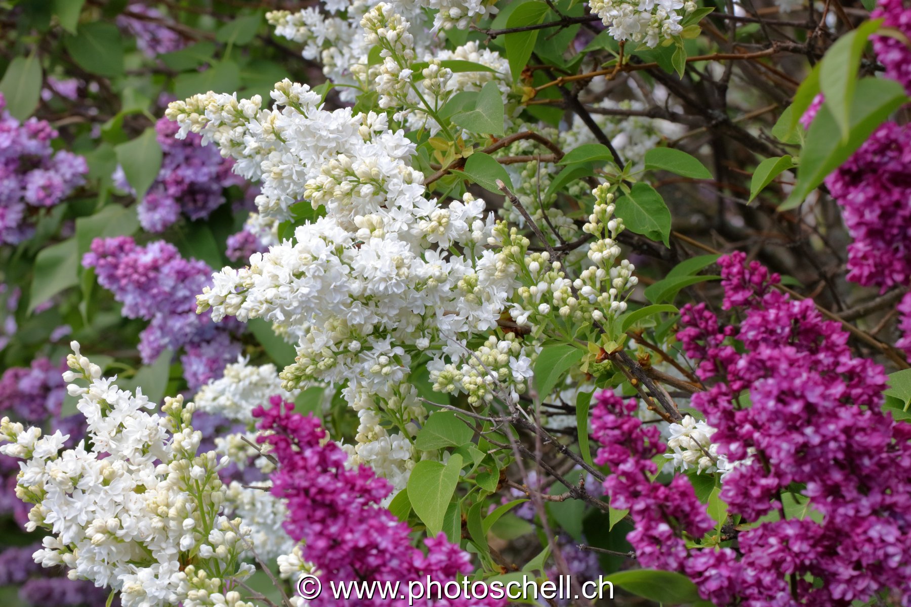 Lilas de différentes couleurs