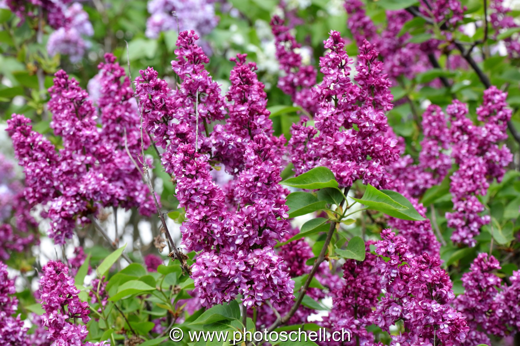 Lilas de différentes couleurs