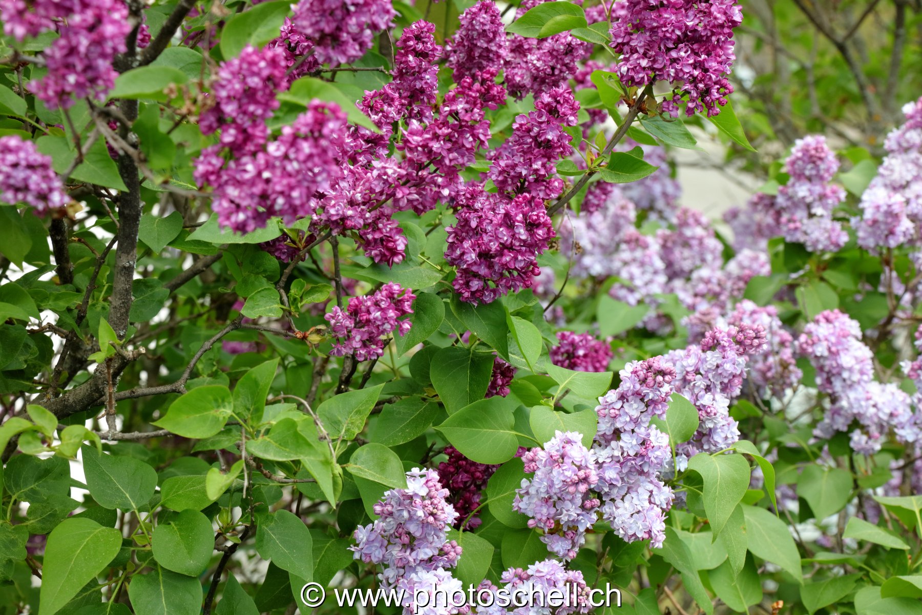 Lilas de différentes couleurs