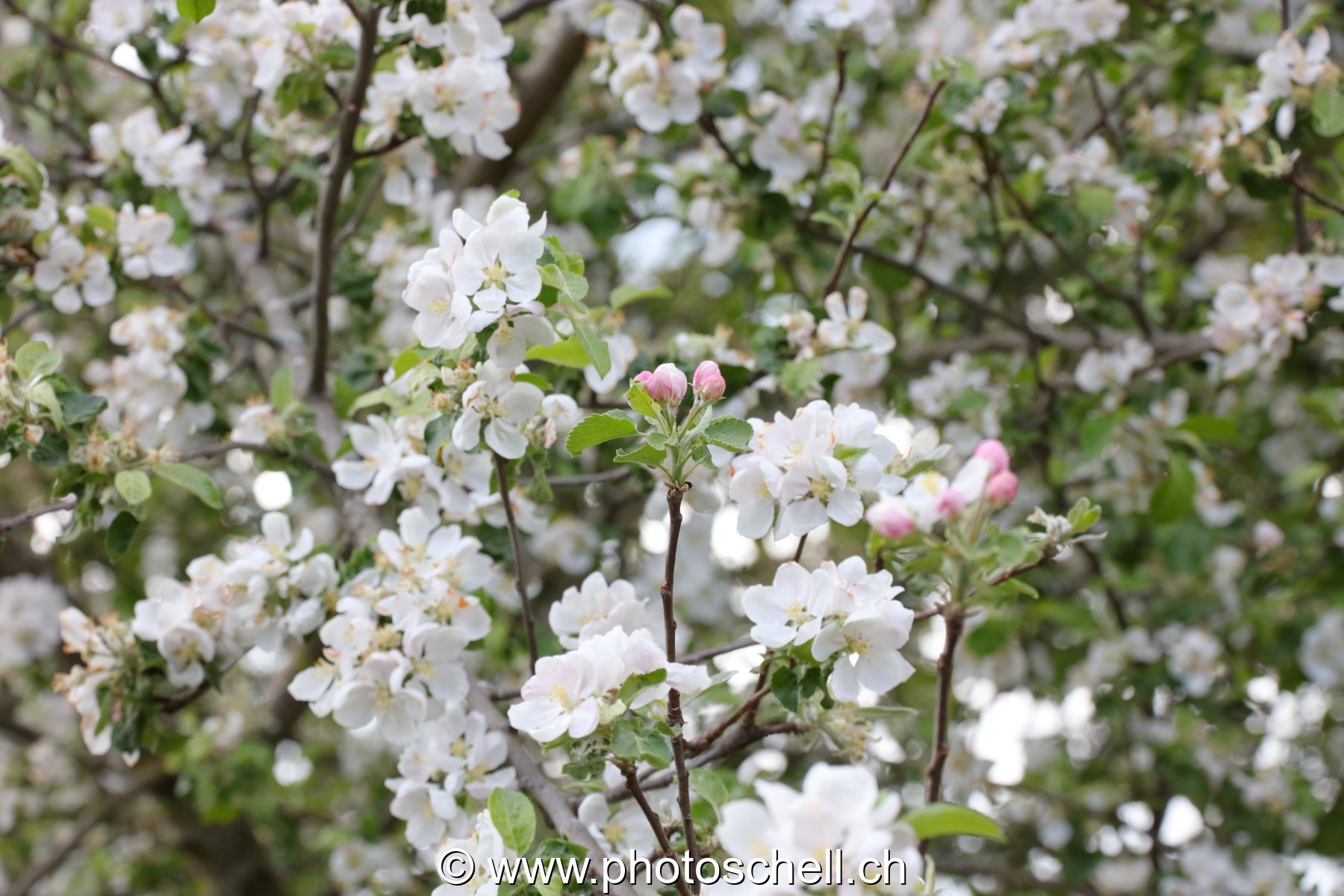 Fleurs de pommier