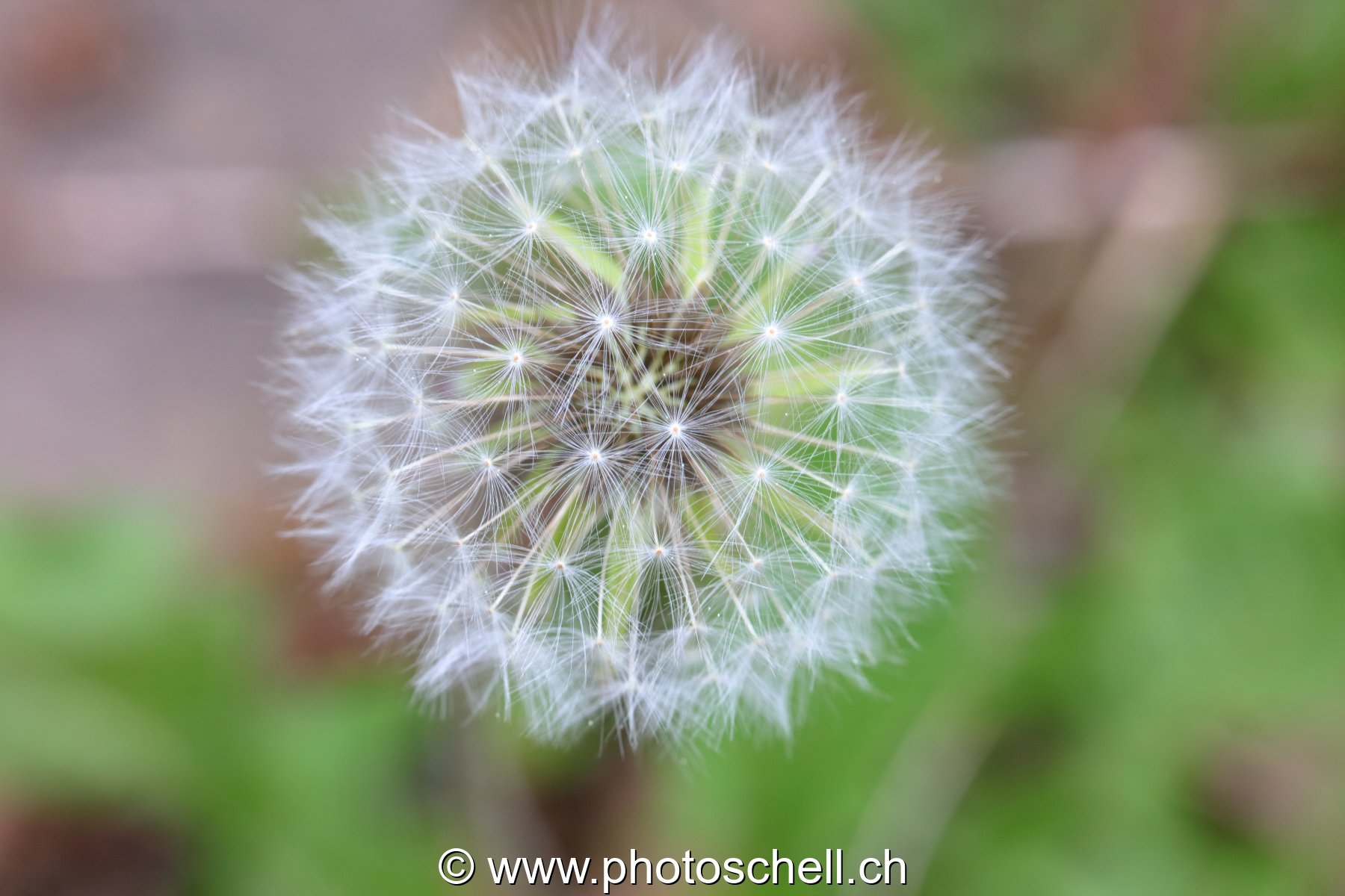 Pistils d'un pissenlit