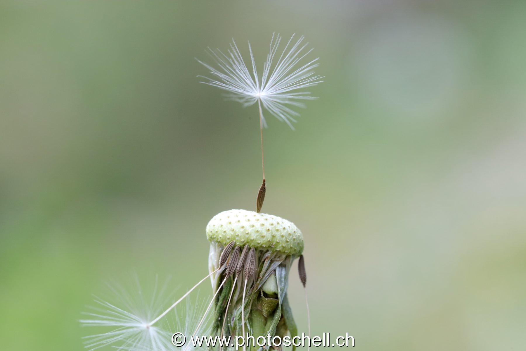 S'il ne reste qu'un pistil ! (macro)