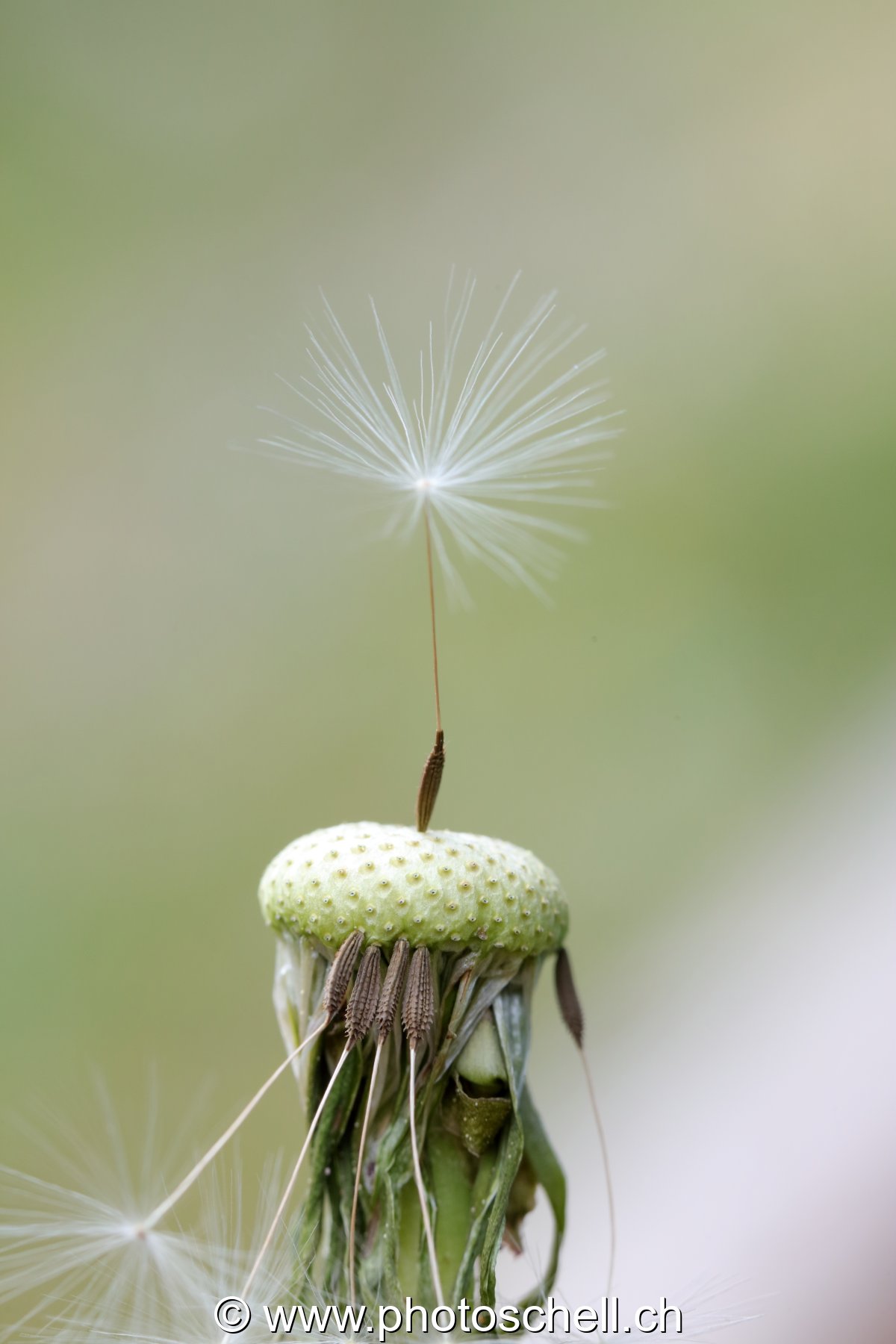 S'il ne reste qu'un pistil ! (macro)