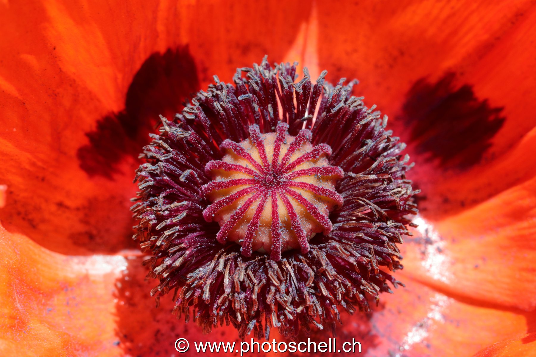 Coeur de fleur (macro)