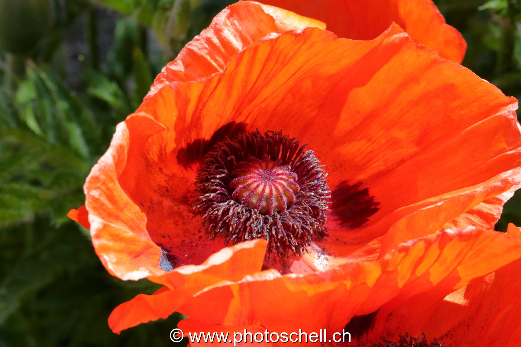 Fleur