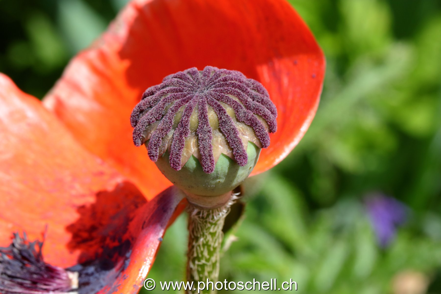 Coeur de fleur (macro)
