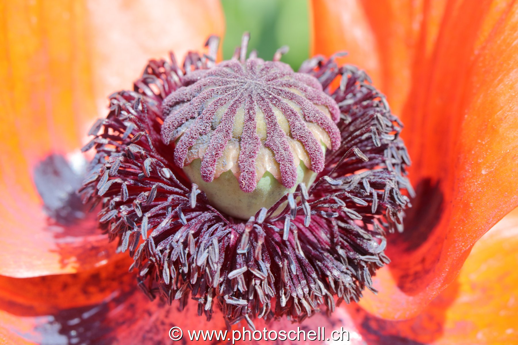 Coeur de fleur (macro)
