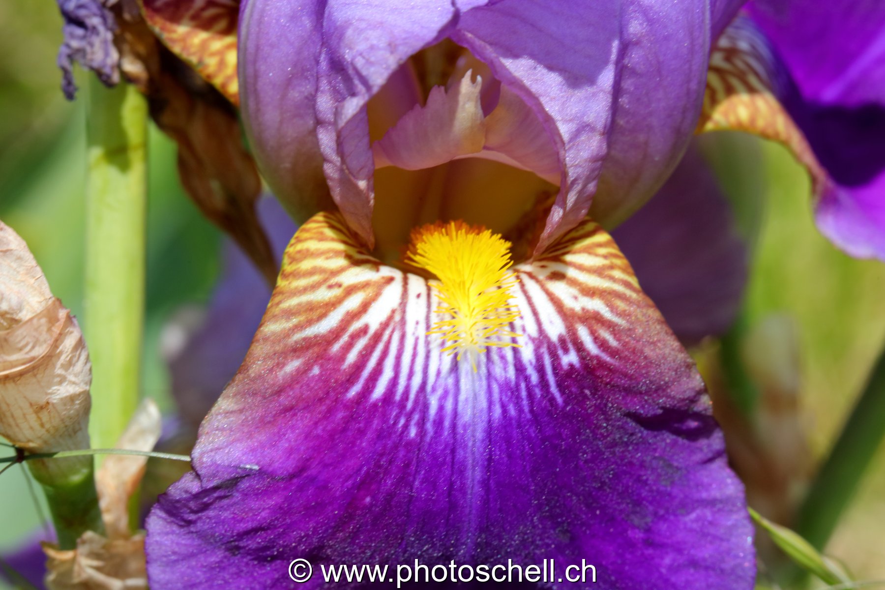 Iris