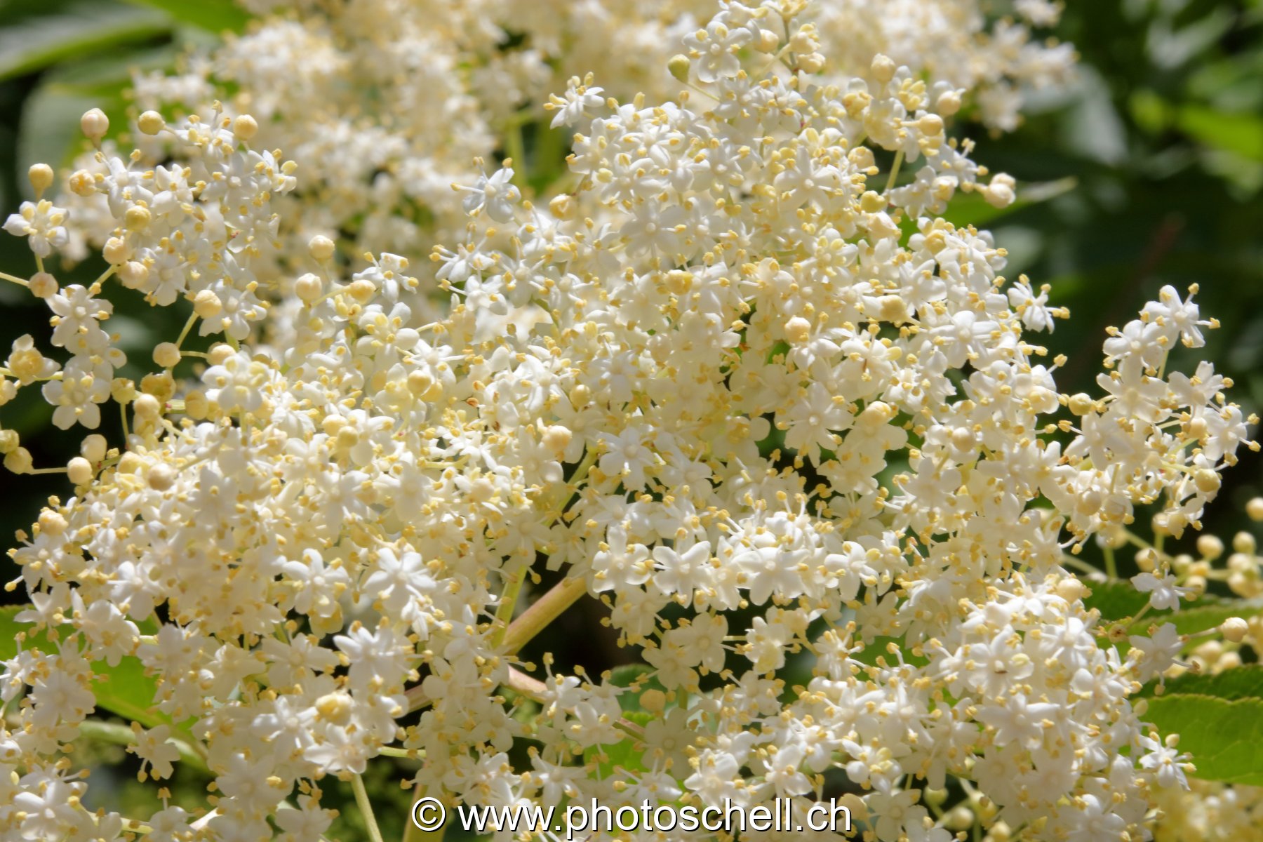 Fleurs