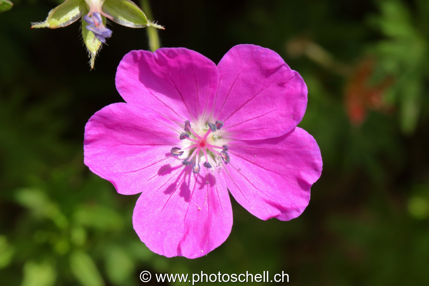 Fleur