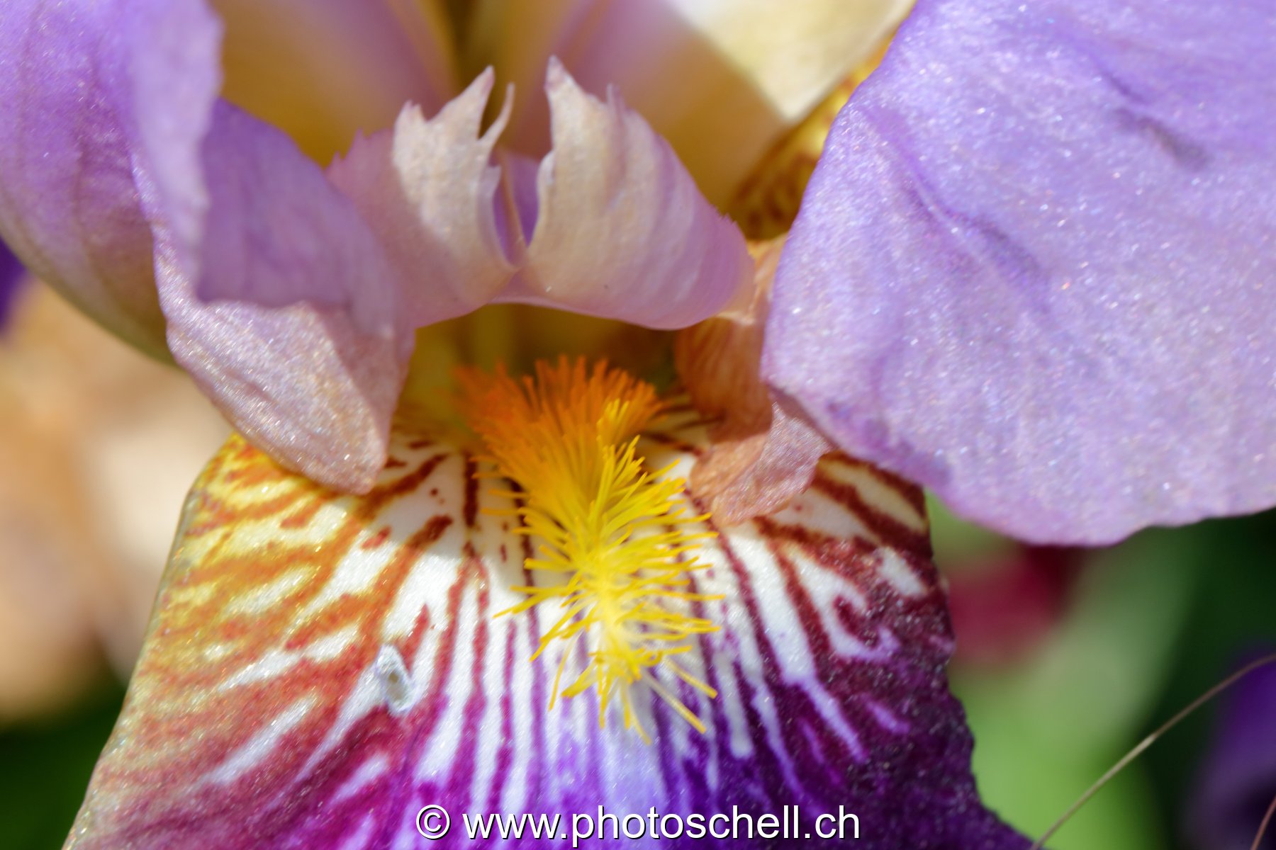 Pistils d'iris (macro)