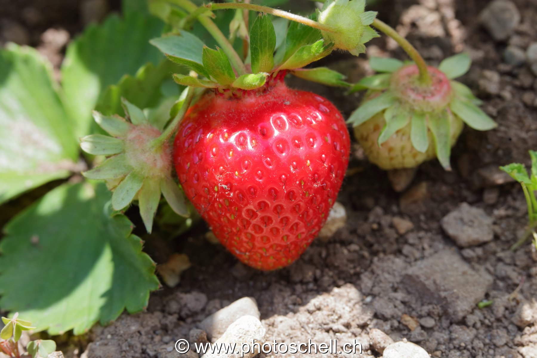 Fraise