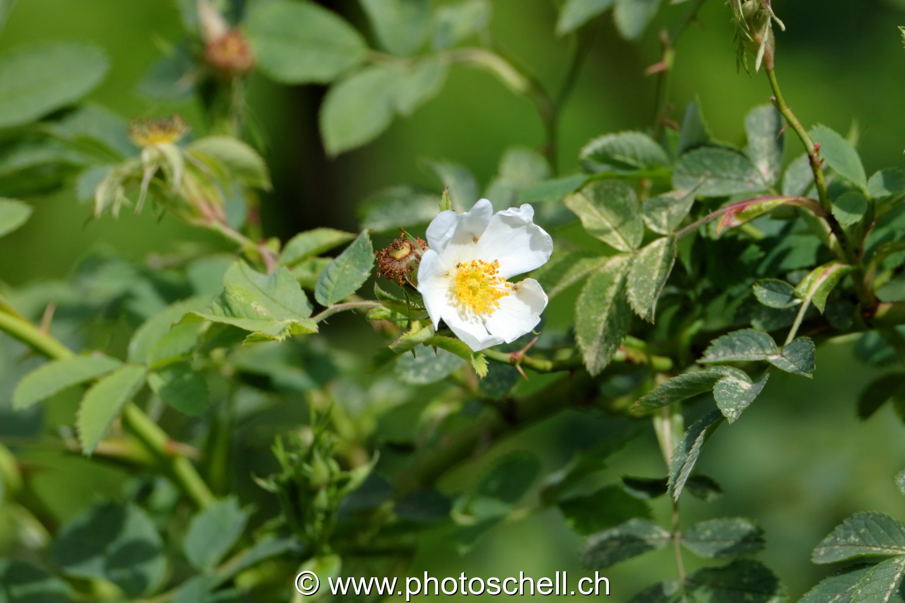 Mini rose sauvage