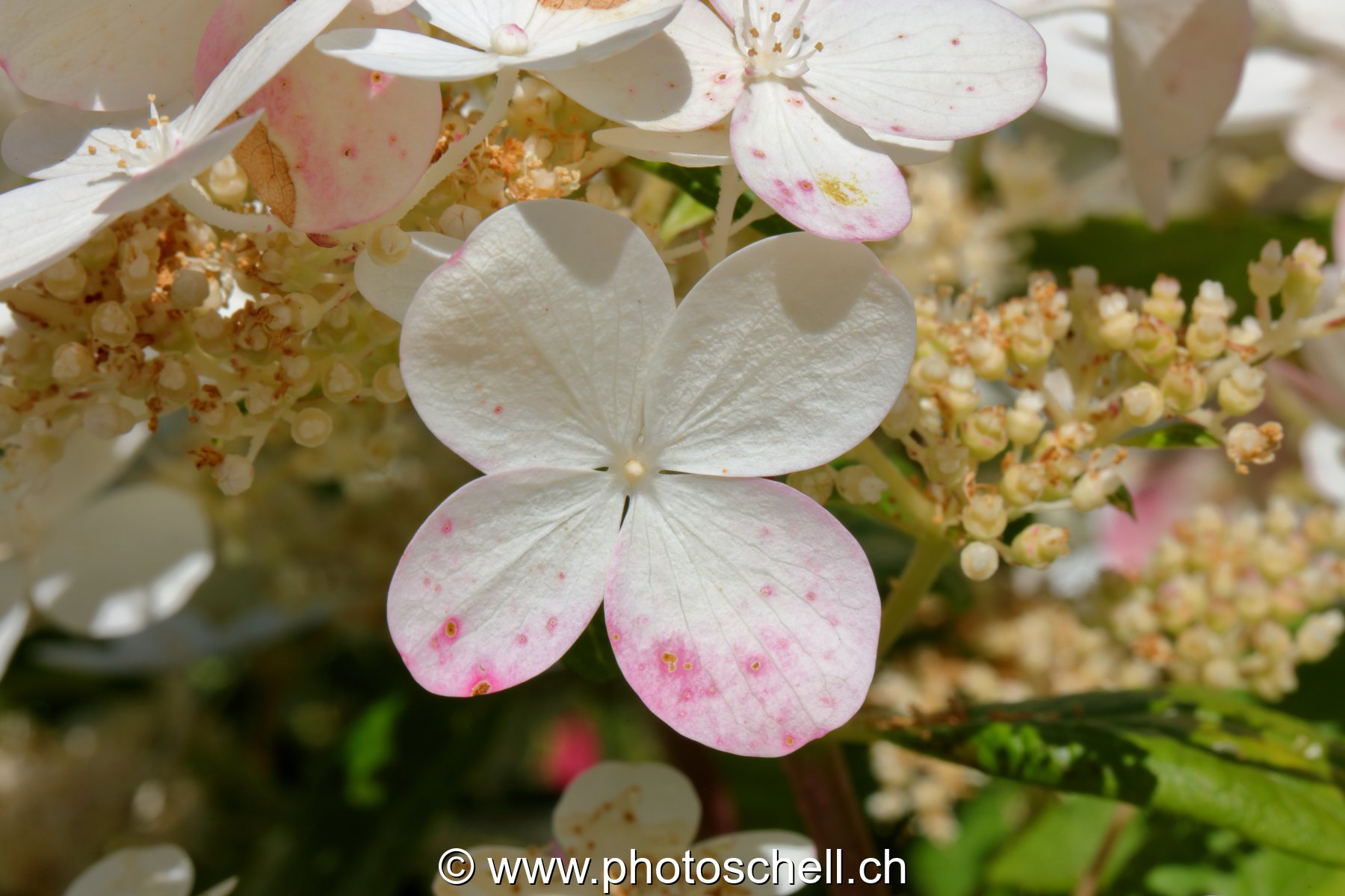 Fleur